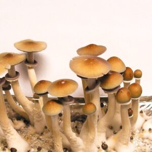Ecuador Spores for sale