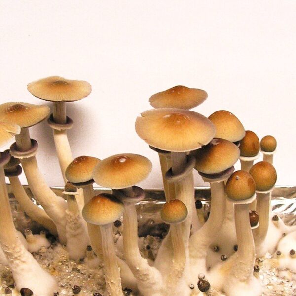 Ecuador psilocybe cubensis spores for microscopy